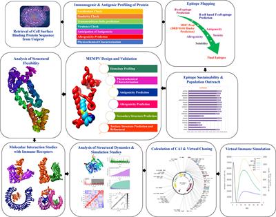 Immuno-informatics profiling of monkeypox virus cell surface binding protein for designing a next generation multi-valent peptide-based vaccine